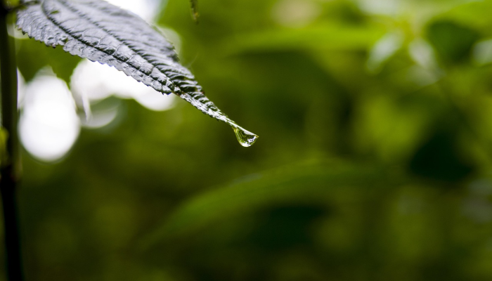 九歌茗园疫情最新消息:安全与品质并重,您的健康无忧 九歌茗园疫情最新消息:安全与品质并重,您的健康无忧